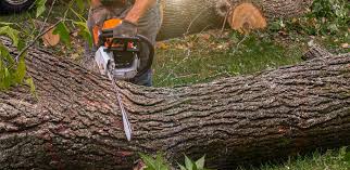 Best Lot and Land Clearing  in Italy, TX