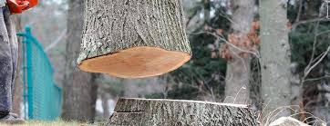Best Fruit Tree Pruning  in Italy, TX