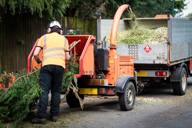 Reliable Italy, TX Tree Services Solutions