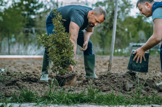 Best Tree Removal  in Italy, TX