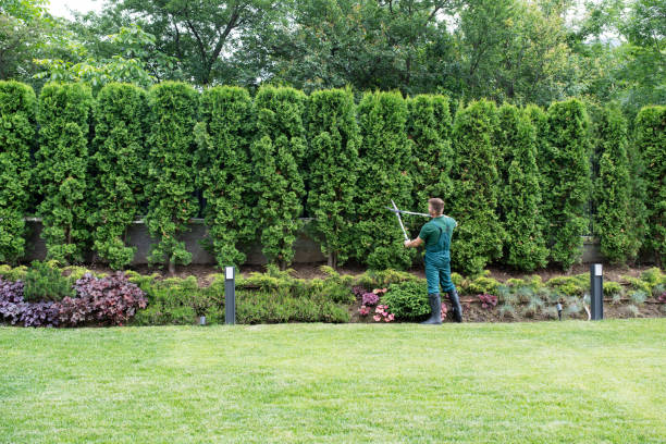 How Our Tree Care Process Works  in  Italy, TX