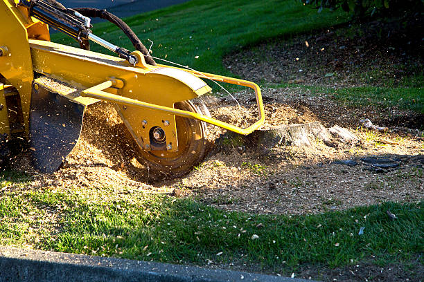 Best Emergency Tree Removal  in Italy, TX