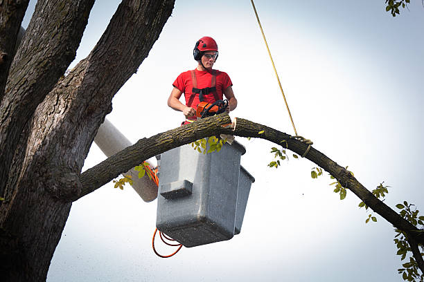 Best Utility Line Clearance  in Italy, TX